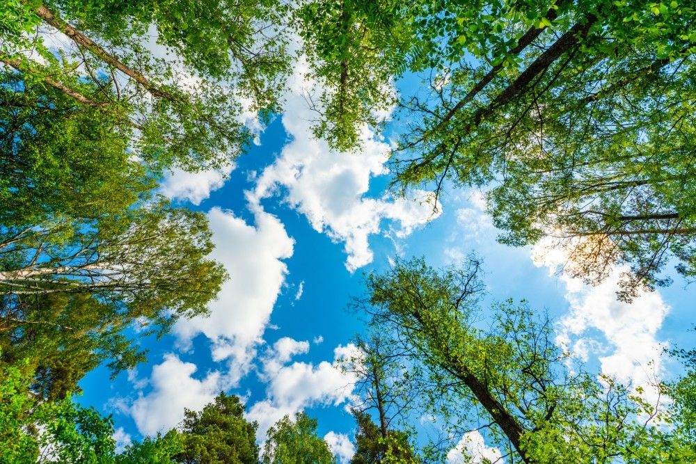 City skyline with trees and clear sky