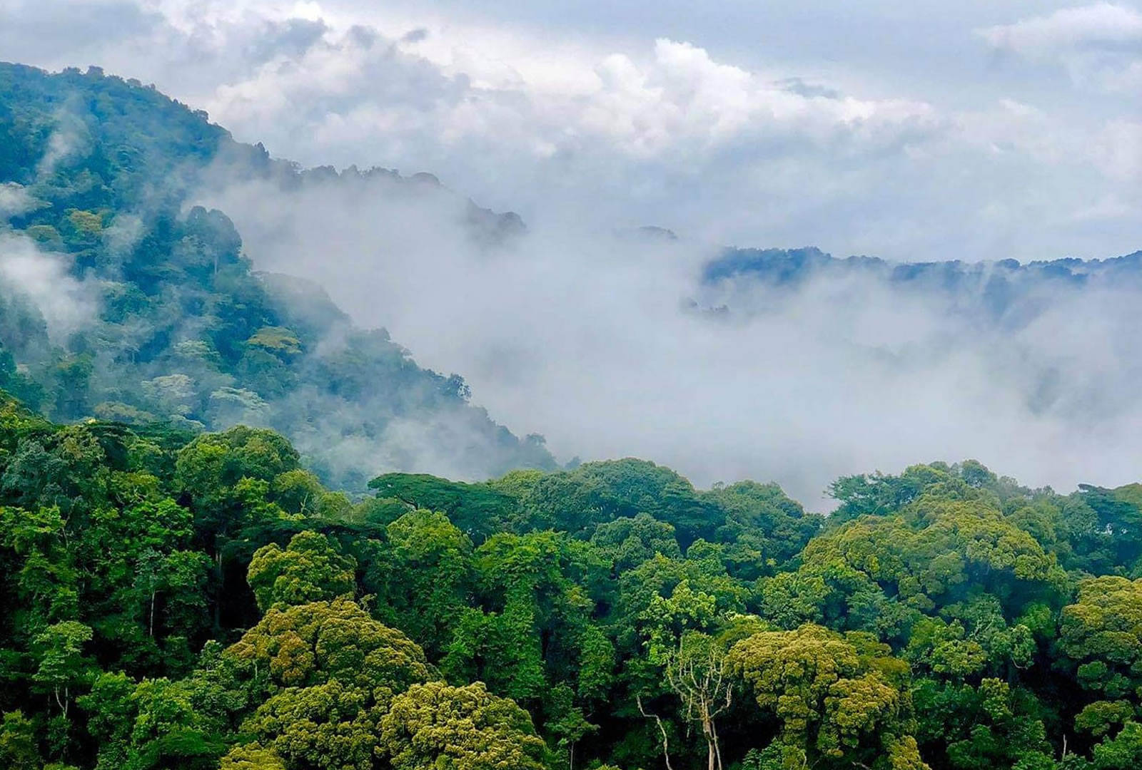 African forest landscape with water and morning light