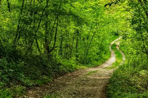Green forest path in a conservation zone