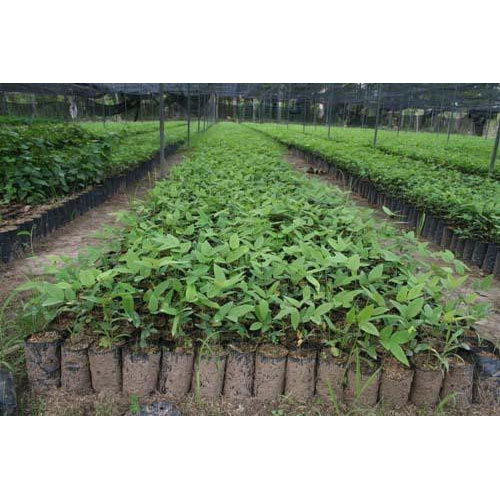 Young tree seedlings arranged in a nursery