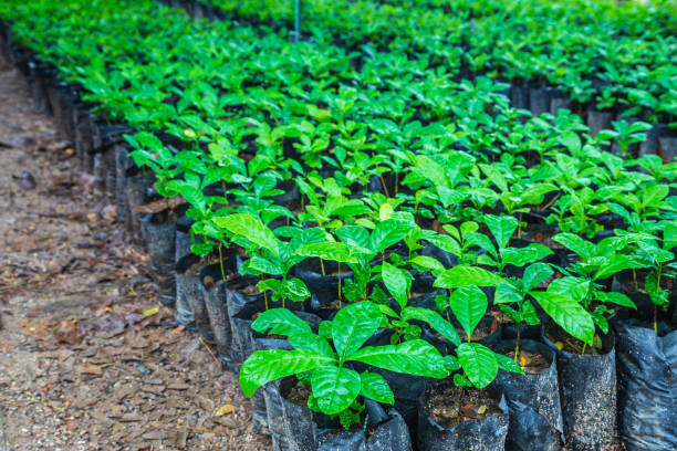 Young tree seedlings in a restoration nursery