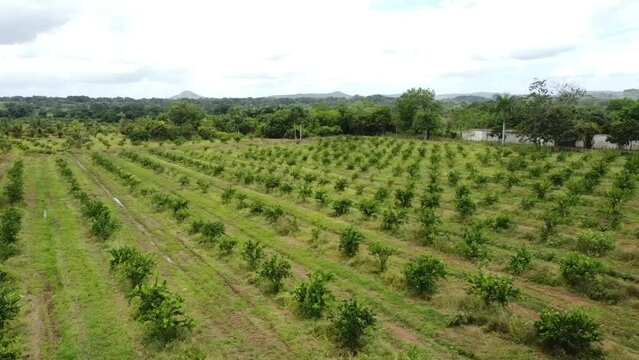 Healthy young trees growing in a restoration site